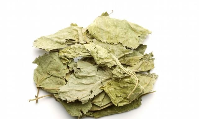桑叶的功效与作用？疏风散热，除热止汗的良药