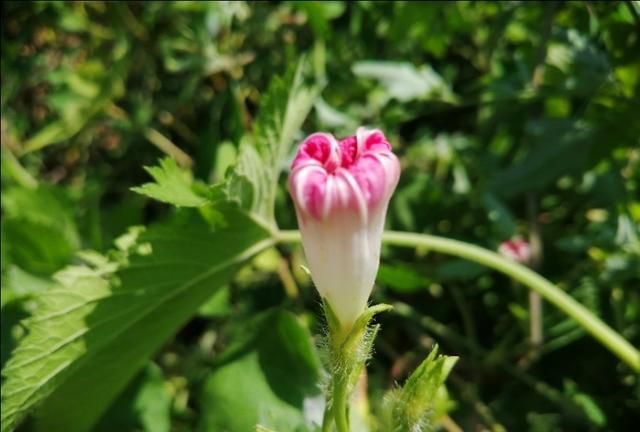 牵牛花与打碗花既有相同又有不同