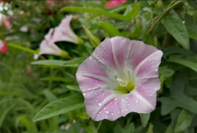 牵牛花与打碗花既有相同又有不同