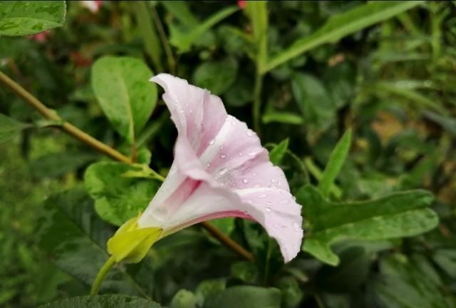 牵牛花与打碗花既有相同又有不同