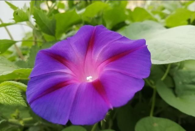 牵牛花与打碗花既有相同又有不同