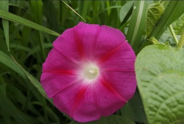 牵牛花与打碗花既有相同又有不同