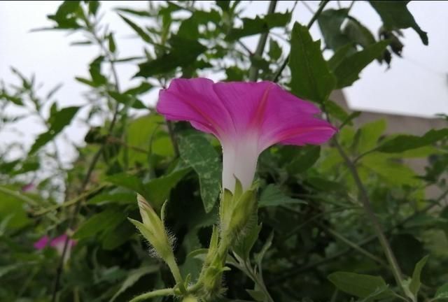 牵牛花与打碗花既有相同又有不同