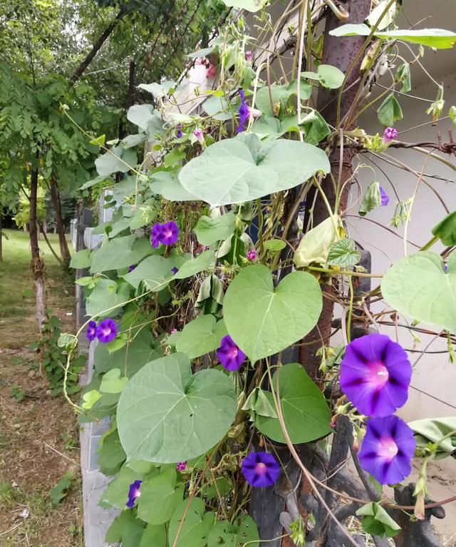 打碗花也是一种野菜,为什么很少有人提起过呢图8