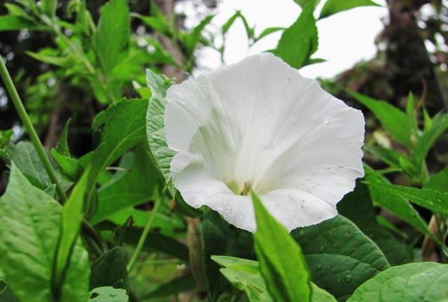 打碗花也是一种野菜,为什么很少有人提起过呢图13