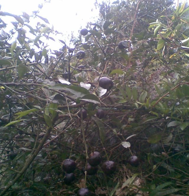 很少人知道的中药材水三七，种植它快速走上致富路