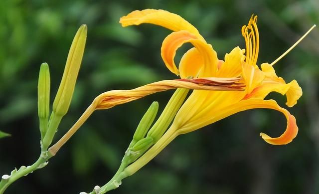 黄花菜：药食两用营养高 ​常食能益智健脑 入药可治心忧愁