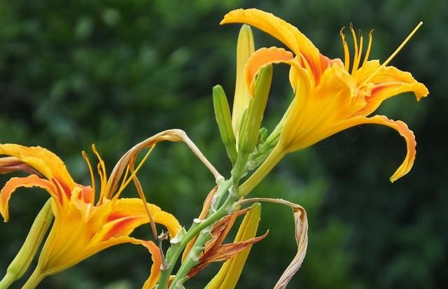 黄花菜：药食两用营养高 ​常食能益智健脑 入药可治心忧愁