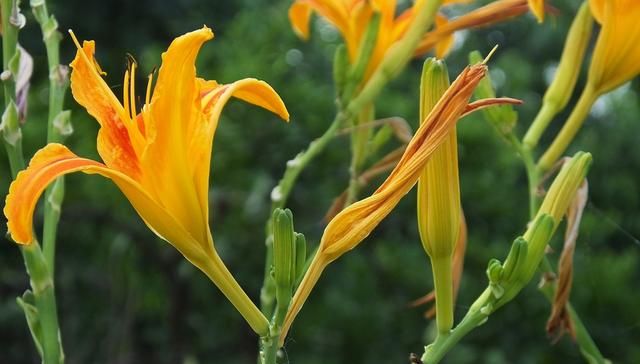 黄花菜：药食两用营养高 ​常食能益智健脑 入药可治心忧愁