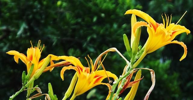 黄花菜：药食两用营养高 ​常食能益智健脑 入药可治心忧愁