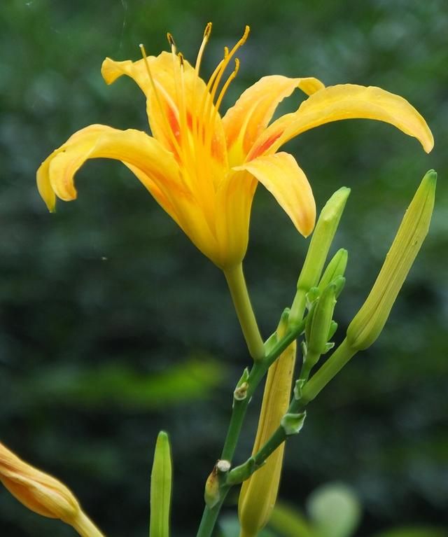 黄花菜：药食两用营养高 ​常食能益智健脑 入药可治心忧愁