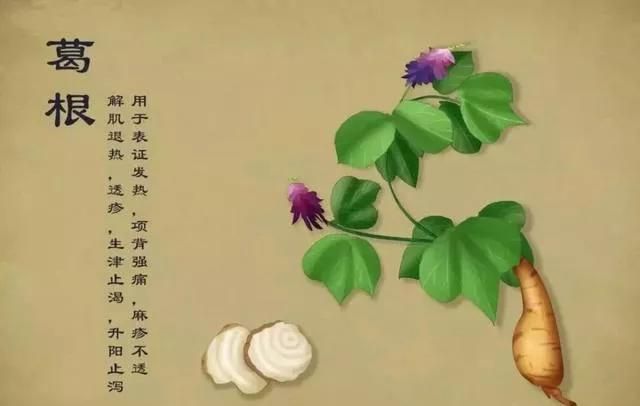 【马博士女性“养生馆”】药食同源：葛根的用法