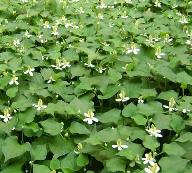 鱼腥草能用水栽植吗,鱼腥草能用水来种吗图1