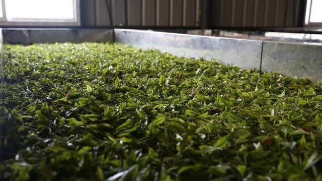 雨林古树红茶，让生活“甜”出新高度