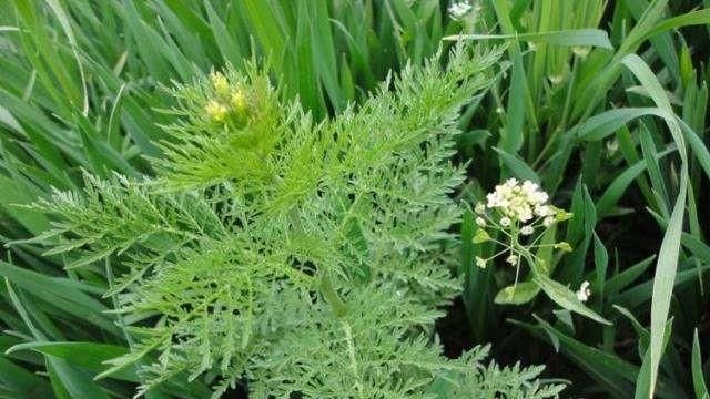 麦子地里的蒿子什么样(小麦地里的米蒿的危害)图1