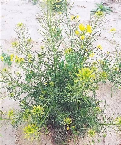 麦子地里的蒿子什么样(小麦地里的米蒿的危害)图2