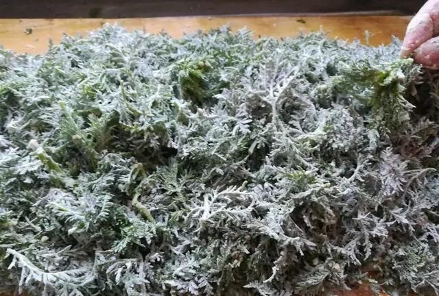 麦子地里的蒿子什么样(小麦地里的米蒿的危害)图4