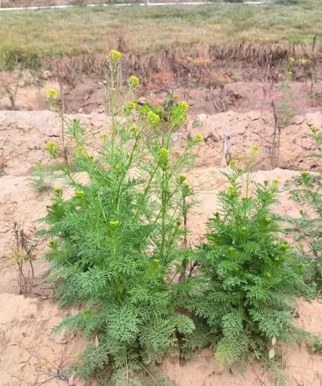 麦子地里的蒿子什么样(小麦地里的米蒿的危害)图7