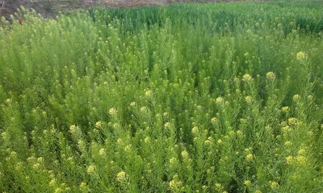 麦子地里的蒿子什么样(小麦地里的米蒿的危害)图9