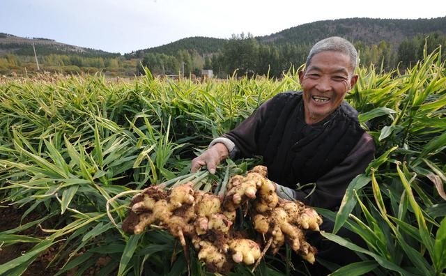 巧施肥，生姜秋季管理就得这么干！