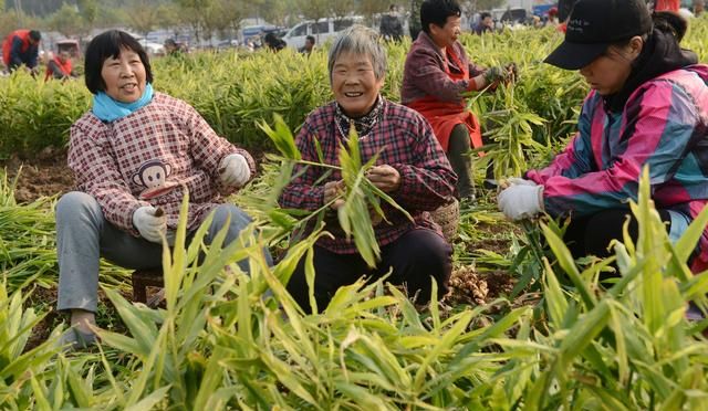 巧施肥，生姜秋季管理就得这么干！