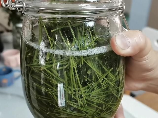 农村随处可见的松针，没想到有4大妙用，很多人不知道，重视起来