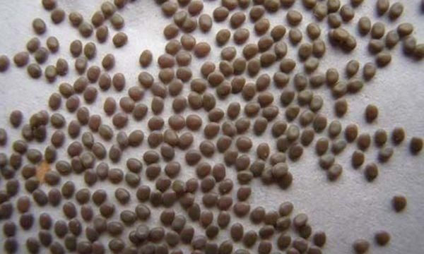 承载满满儿时记忆的蚕宝宝，排出来的便便竟是风湿良药