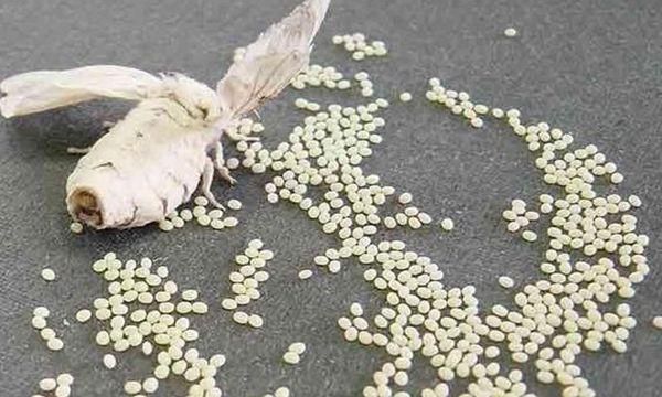 承载满满儿时记忆的蚕宝宝，排出来的便便竟是风湿良药