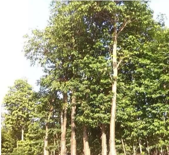 沉香树长什么样子有什么利用价值图7