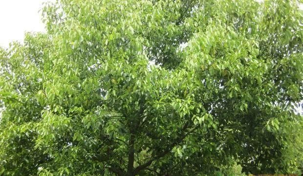 香樟树种在哪里比较好,香樟是常用的绿化树种图1