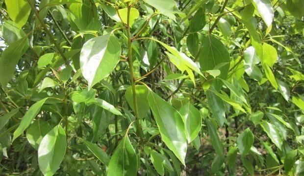 香樟树种在哪里比较好,香樟是常用的绿化树种图2