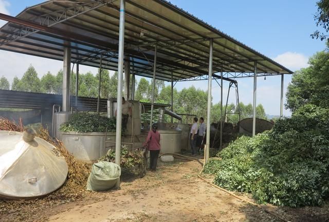 香樟树种在哪里比较好,香樟是常用的绿化树种图4