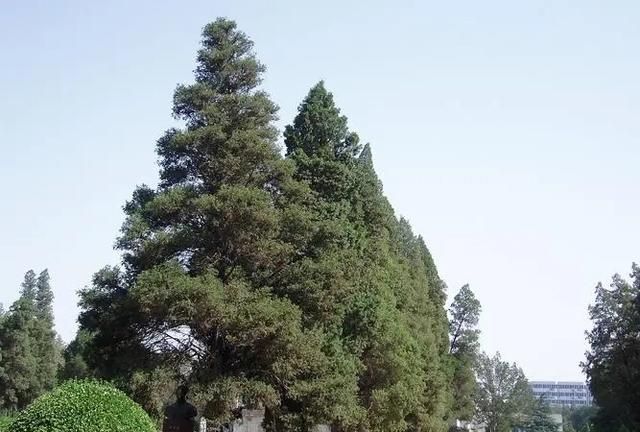 农村常见的侧柏叶，只知道把它当柴烧，很少有人知道它的6大价值