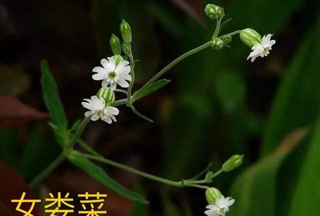 王不留是一种什么植物(王不留是怎样的植物)图9