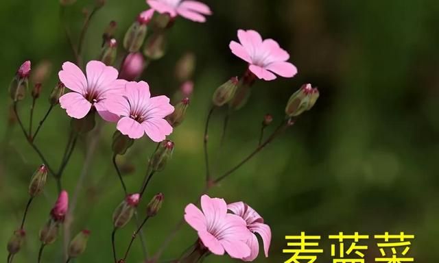 王不留是一种什么植物(王不留是怎样的植物)图10