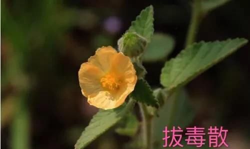 王不留是一种什么植物(王不留是怎样的植物)图11