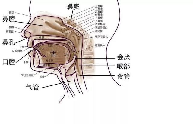 爱斯基摩人腌海雀有什么营养图10