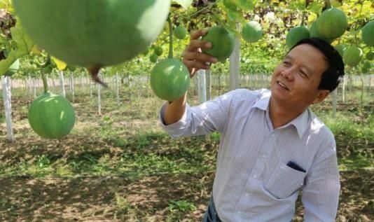 瓜娄子种植怎么样才能结果(瓜娄种植技术培训)图3