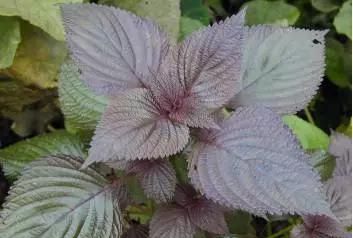 润燥滑肠紫苏子