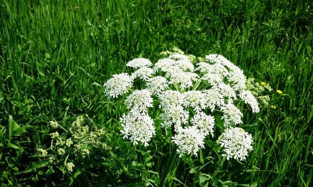 白芷：出自《神农本草经》；祛风解表，止痛，通鼻窍，燥湿