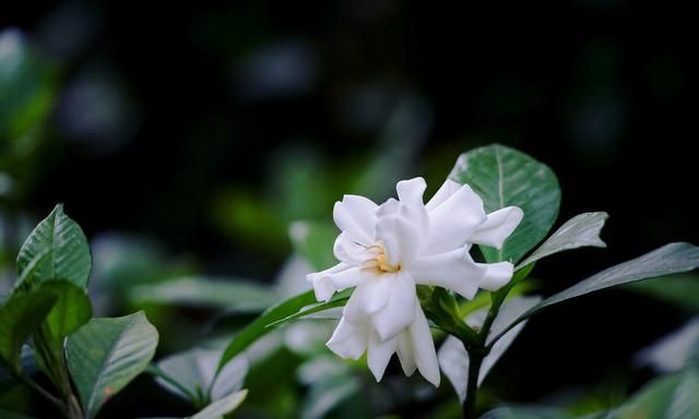 栀子花开，多么可爱；栀子果实，凉血解毒