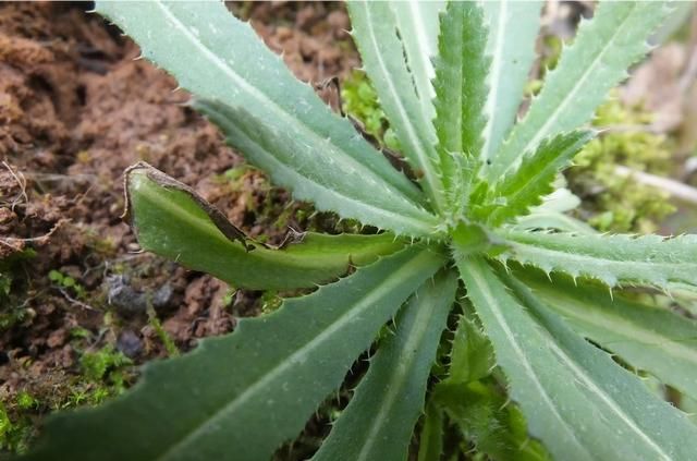 刺角芽野菜怎么吃图5