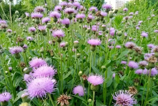 刺角芽野菜怎么吃图6