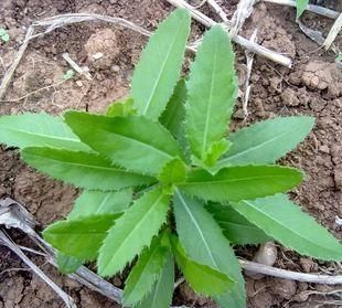 刺角芽野菜怎么吃图9