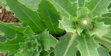 刺角芽野菜怎么吃图10