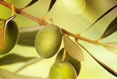 生津止渴，清热利咽喉——橄榄