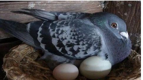 鸽子为什么吃自己下的蛋(鸽子为什么把自己下的蛋吃了)图3