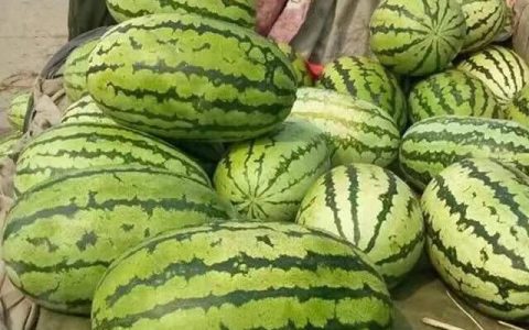 瓜苗控水有什么作用和功效