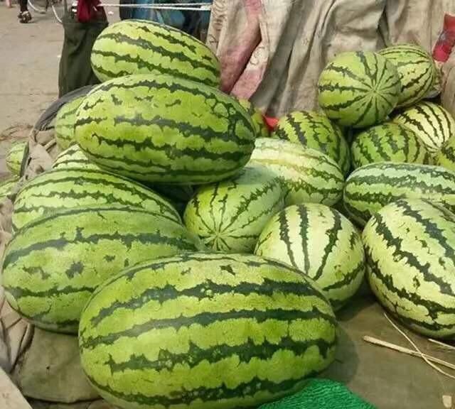 瓜苗控水有什么作用和功效图1