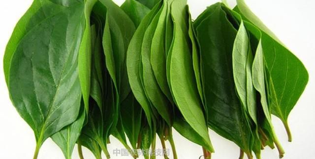 喝柿叶茶治失眠管用吗女性,柿树叶茶治失眠吗图4